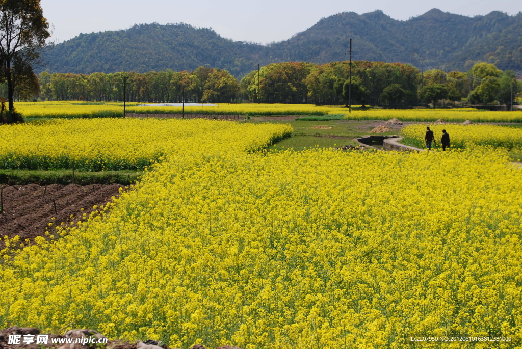 油菜花