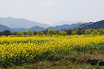 油菜花