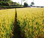小麦