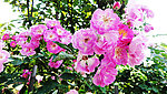 月季花