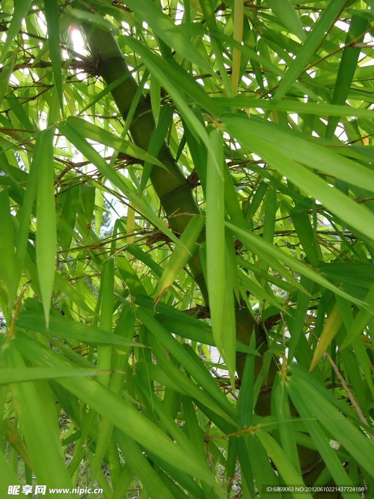 竹子