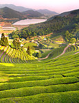 茶园风景