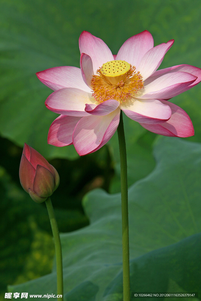 夏日荷花