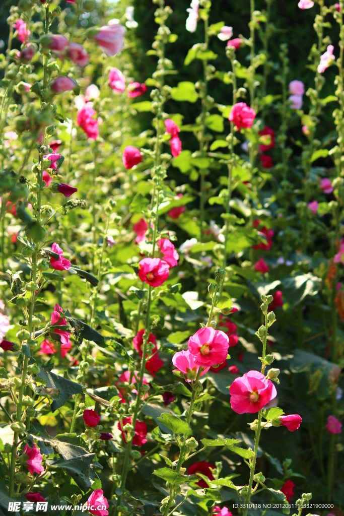 蜀葵花