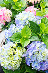 绿叶鲜花 八仙花