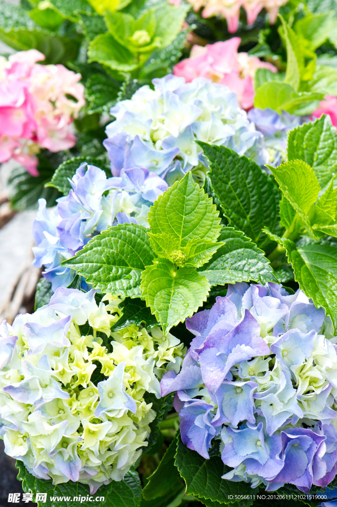绿叶鲜花 八仙花