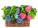 竹篮花朵 八仙花