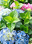 绿叶鲜花 八仙花