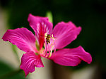 红花紫荆