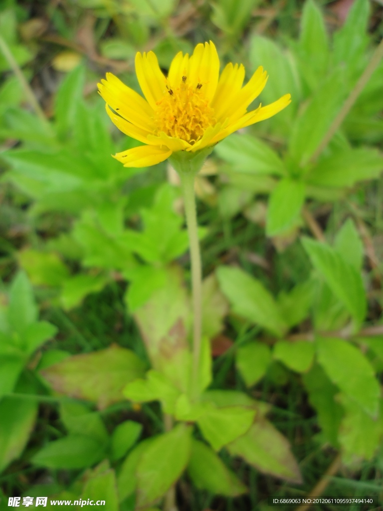 一枝野菊花