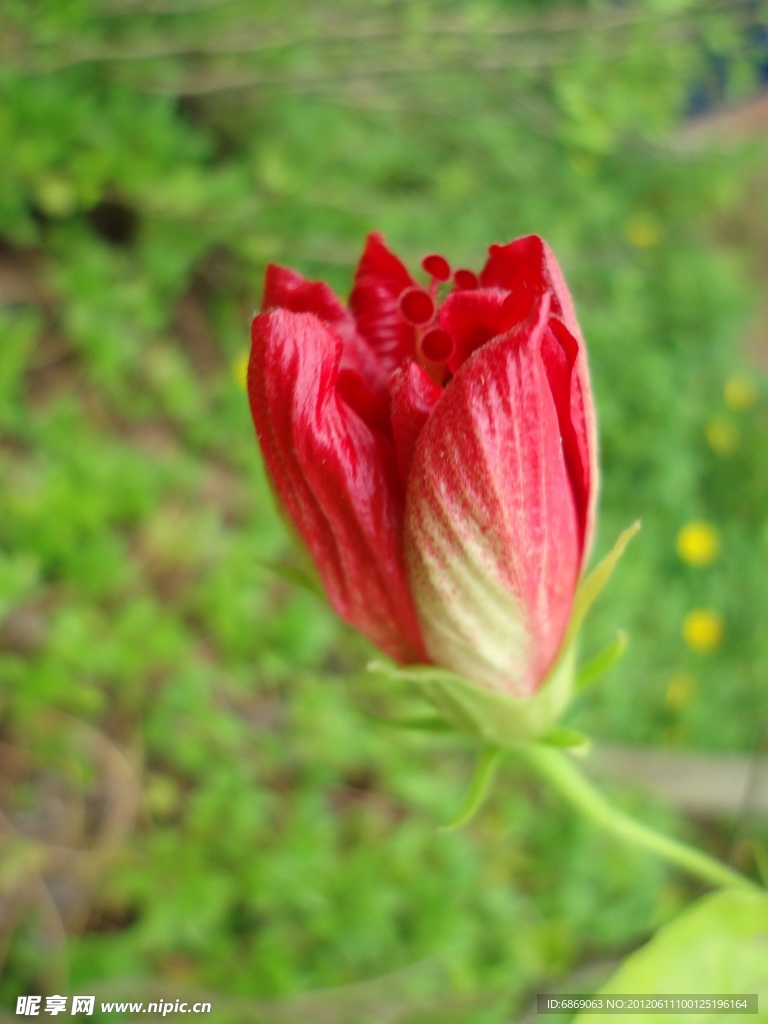 红花