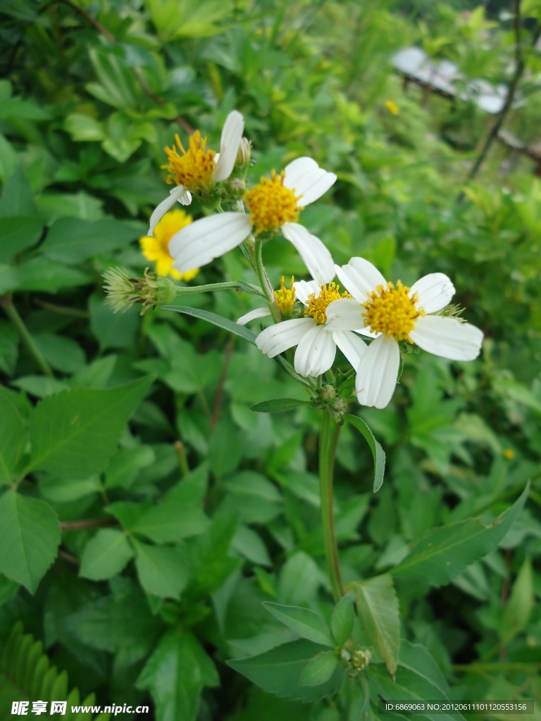 小野花