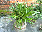 水仙花
