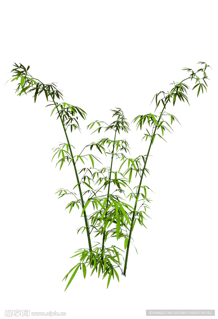 竹子