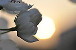 沐浴夕阳