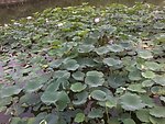 初夏荷塘 莲花绽放 莲叶碧绿