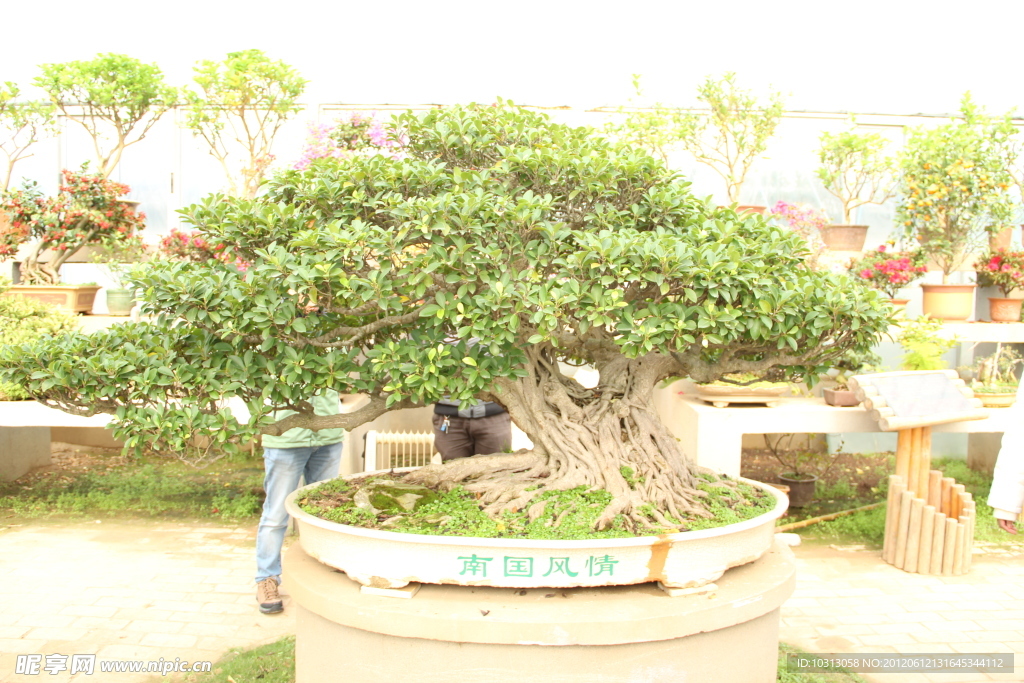鲍家花园盆栽