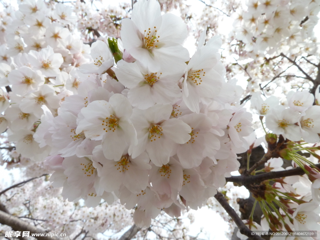 樱花