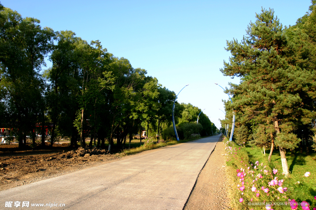 农场 公路 松树