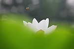 荷花 蜜蜂