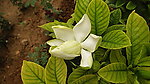 栀子花