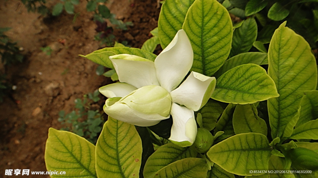 栀子花