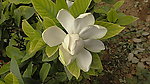 栀子花