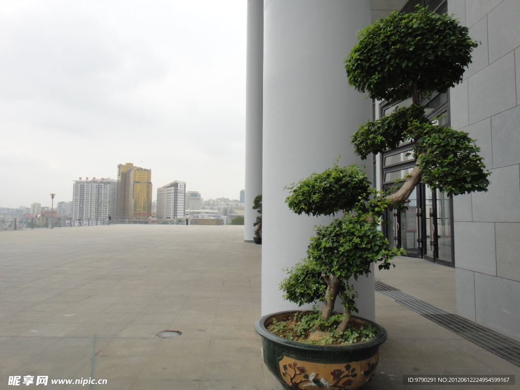 盆景树