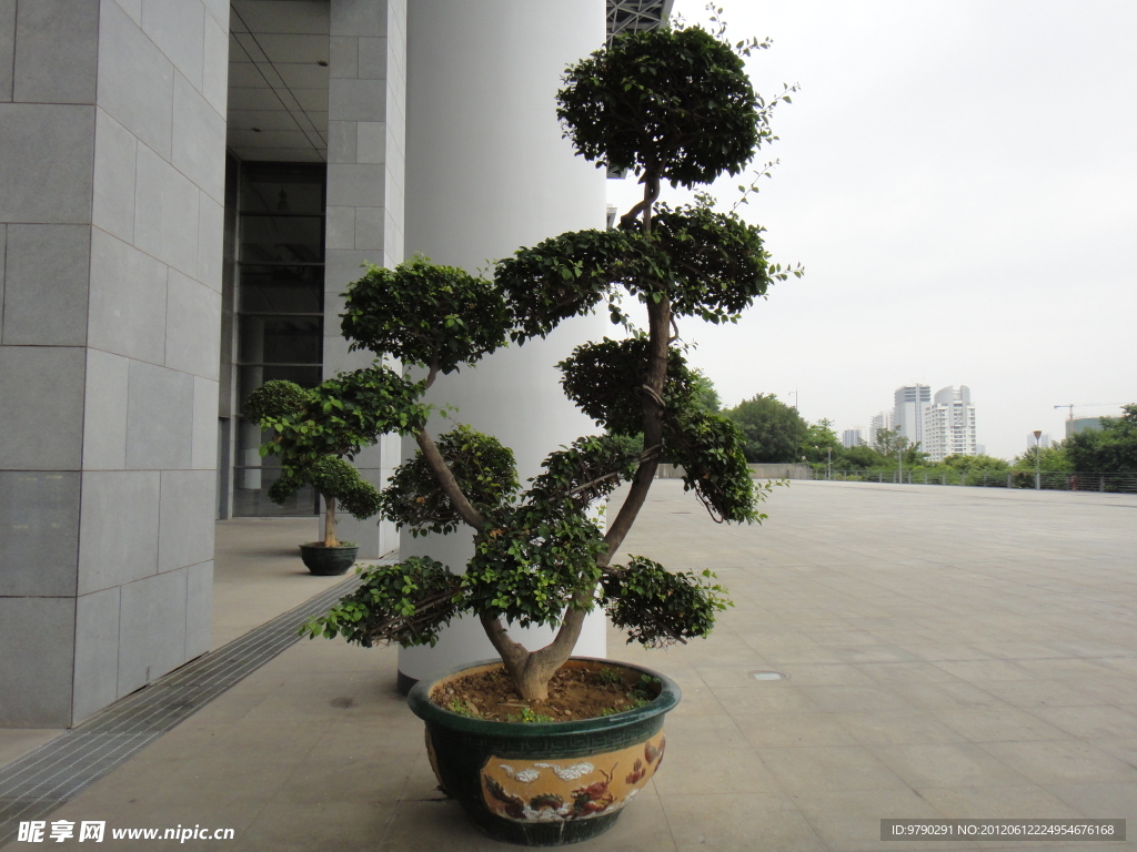 盆景树