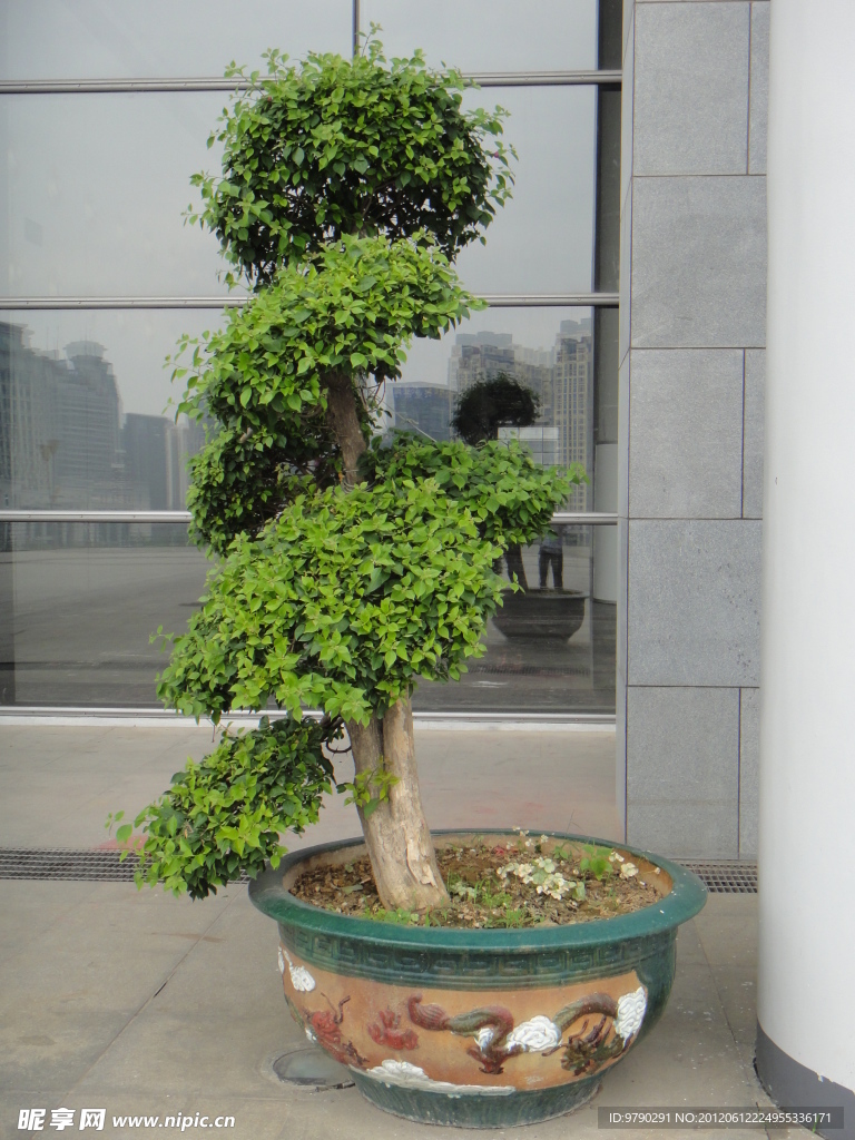 盆景树