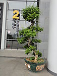 盆景树