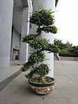 盆景树