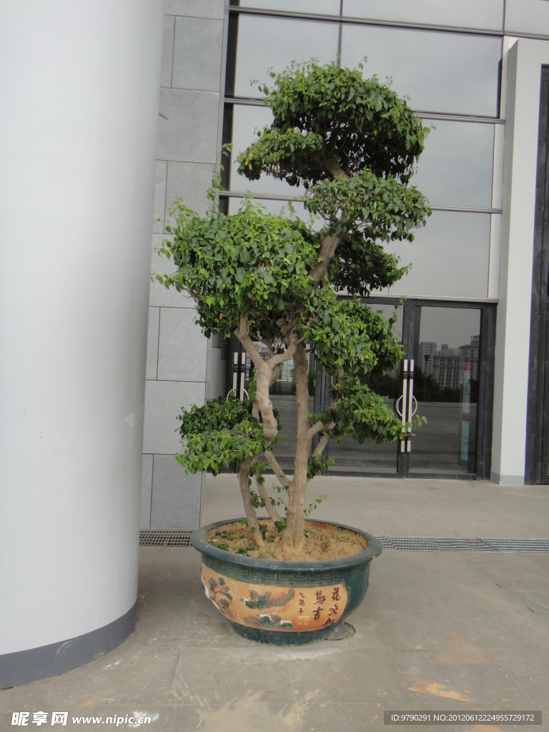 盆景树