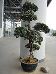 盆景树