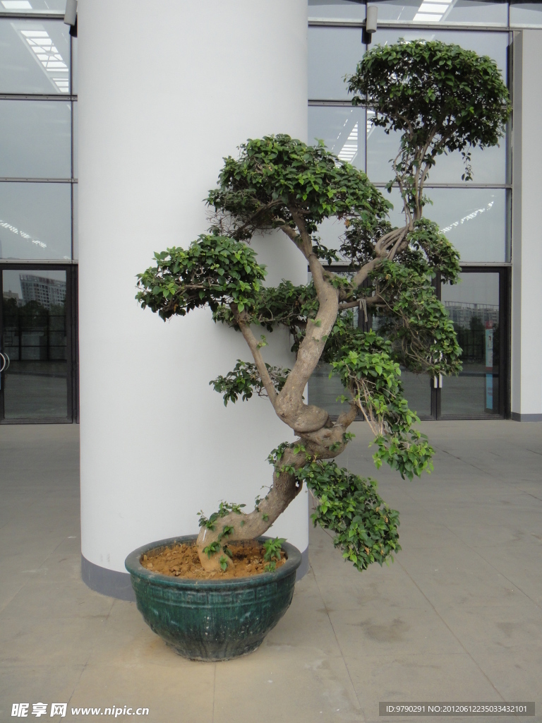 盆景树
