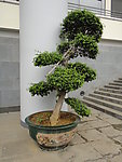 盆景树