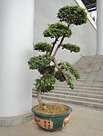 盆景树