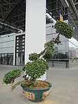 盆景树