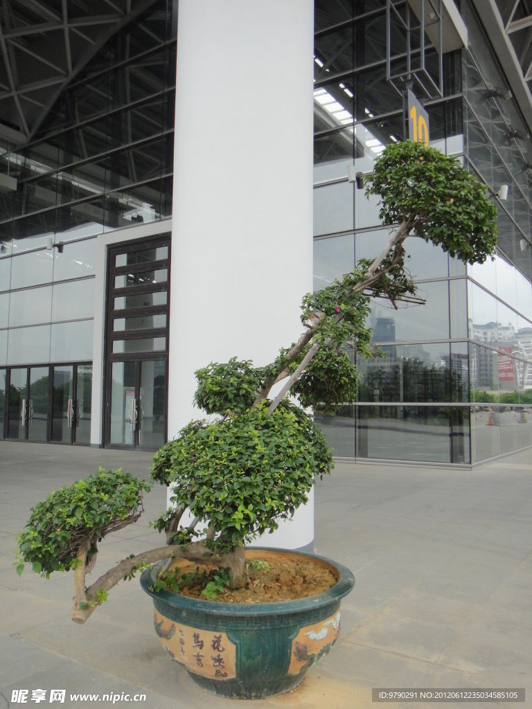 盆景树