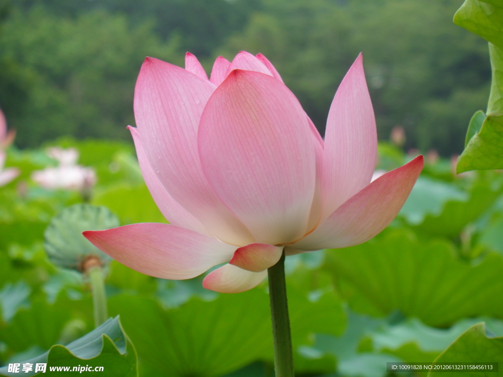 荷花