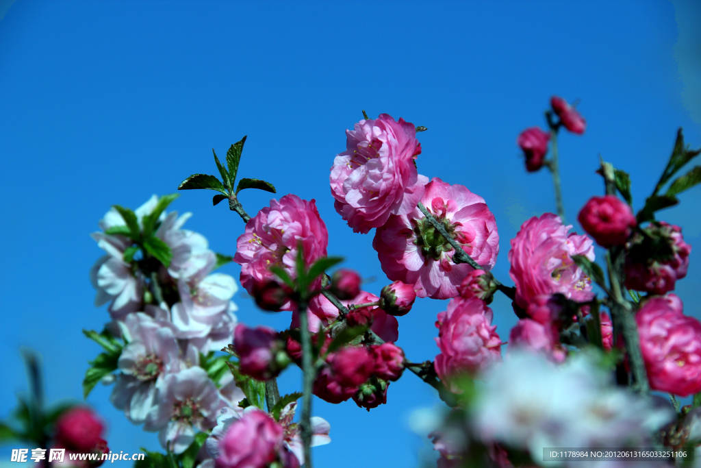 梅花