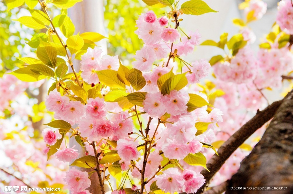 樱花