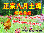 土鸡 绿色食品