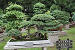 盆景
