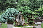盆景