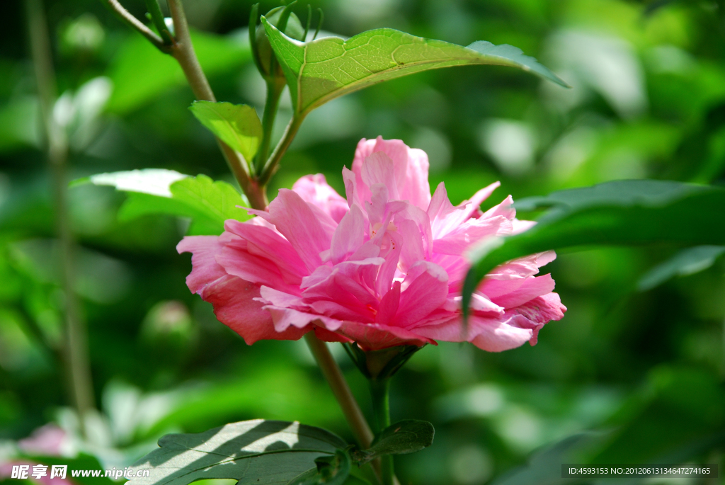 木菊花