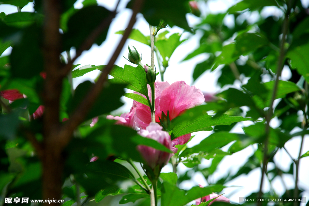 木菊花