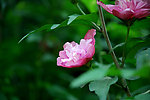 木菊花