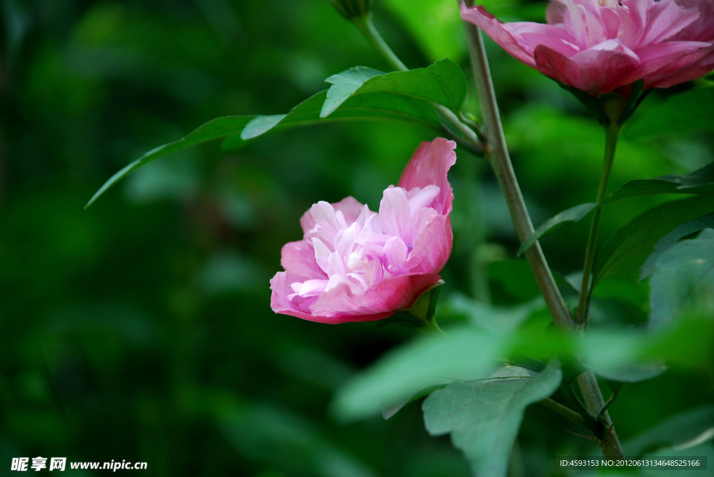 木菊花