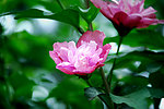 木菊花